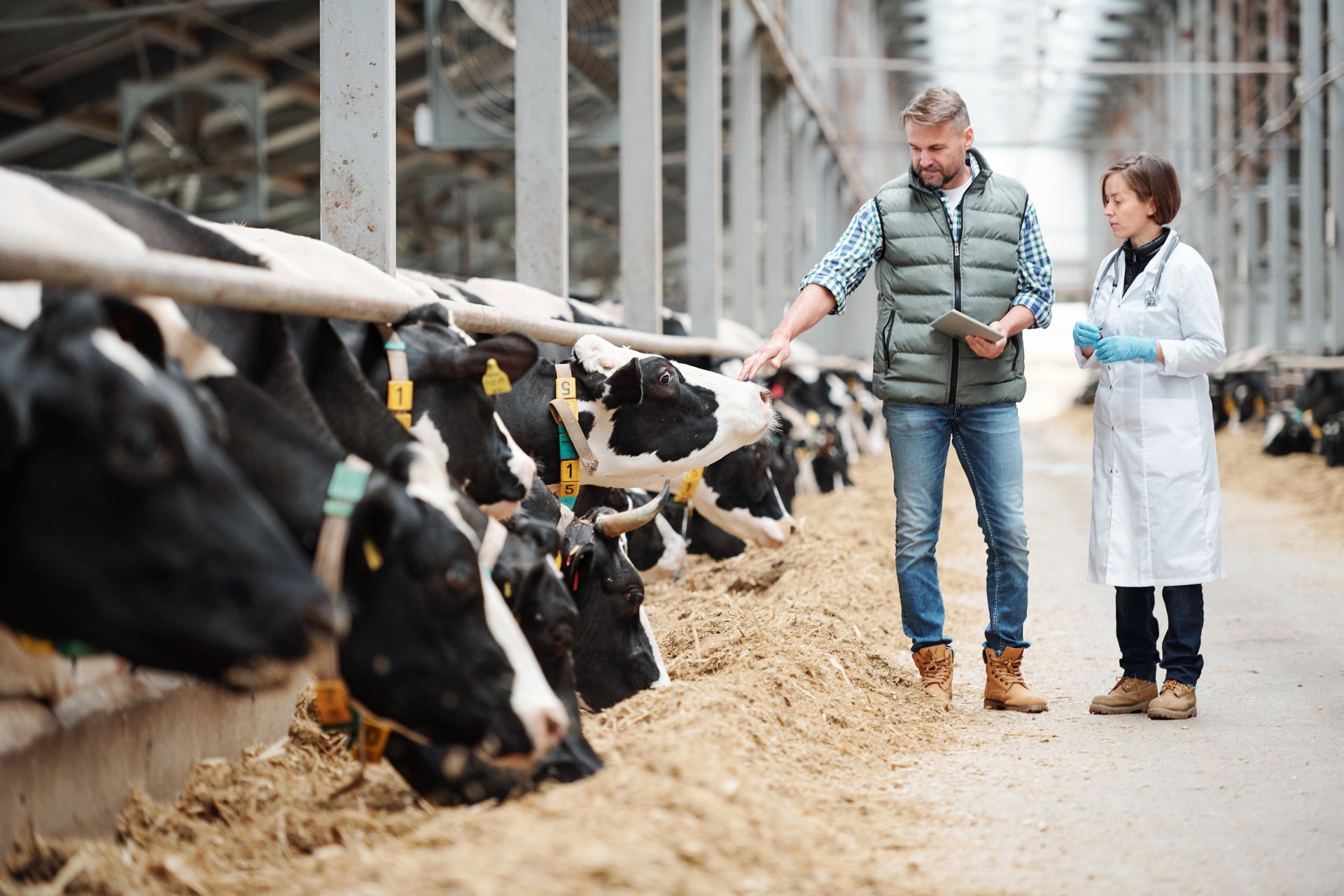 Agriculteur et vétérinaire dans l'étable
